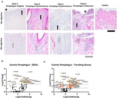 Gene Expression Analysis in Four Dogs With Canine Pemphigus Clinical Subtypes Reveals B Cell Signatures and Immune Activation Pathways Similar to Human Disease